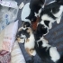 5 YAVRU 1 ANNE YUVA ARIYORUZ fotoğraf