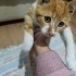 Sevecen, Oyuncu ve Beyaz Patili Sahiplendirilmeyi Bekleyen Tatlı Sarman Kedicik fotoğraf