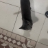Dışarıya Bırakılmış Gümüş, Dişi, Cins Kedi fotoğraf
