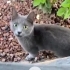 Dışarıya Bırakılmış Gümüş, Dişi, Cins Kedi fotoğraf