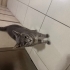 Kısır, Melez Kedi Duman Ailesini Arıyor fotoğraf