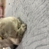 Luna yeni yuvasını arıyor fotoğraf