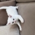 Dünyalar tatlısı yavrumuza, ona ömür boyu sevgiyle bakacak kalıcı yuvasını arıyo fotoğraf