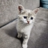 1 Aylık soft renklerde biblo gibi harika yavru🧿🐱 çok sevecen fotoğraf
