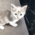 1 Aylık soft renklerde biblo gibi harika yavru🧿🐱 çok sevecen fotoğraf
