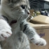1 Aylık soft renklerde biblo gibi harika yavru🧿🐱 çok sevecen fotoğraf