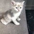 1 Aylık soft renklerde biblo gibi harika yavru🧿🐱 çok sevecen fotoğraf