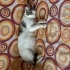 KISIR USLU KEDİ fotoğraf