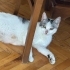KISIR USLU KEDİ fotoğraf
