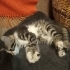 1.5 AYLIK, SOKAKTA YAPAMAZ ACIL YUVA fotoğraf
