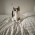 Sevimli şaşkın suratlı kedi yuva arıyor fotoğraf
