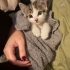 Sevimli şaşkın suratlı kedi yuva arıyor fotoğraf