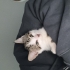 Sevimli şaşkın suratlı kedi yuva arıyor fotoğraf