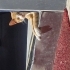 İnsan delisi olan ve diğer kedileri sallamayan bozuk kedi fotoğraf