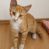 İnsan delisi olan ve diğer kedileri sallamayan bozuk kedi fotoğraf