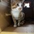 İnsan delisi olan ve diğer kedileri sallamayan bozuk kedi fotoğraf
