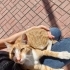 İnsan delisi olan ve diğer kedileri sallamayan bozuk kedi fotoğraf