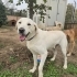 Labrador melez/erkek/kısır/ömürlük yuva fotoğraf