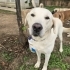 Labrador melez/erkek/kısır/ömürlük yuva fotoğraf