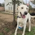 Labrador melez/erkek/kısır/ömürlük yuva fotoğraf