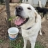 Labrador melez/erkek/kısır/ömürlük yuva fotoğraf