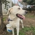 Labrador melez/erkek/kısır/ömürlük yuva fotoğraf