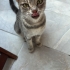 💄 Doğuştan Makyajlı Güzellik Tanrıçamız Ömürlük Yuvasını Arıyor! 🐈 fotoğraf