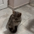 💄 Doğuştan Makyajlı Güzellik Tanrıçamız Ömürlük Yuvasını Arıyor! 🐈 fotoğraf