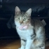 Minnoş Bebeğe Acil Yuva fotoğraf