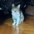 Minnoş Bebeğe Acil Yuva fotoğraf