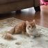 Tatlı yaramaz Garfi fotoğraf