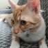 Tatlı yaramaz Garfi fotoğraf
