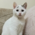 BAKMADAN GEÇMEYİN BELKİ DE ALVİN SİZİ BEKLİYORDUR fotoğraf