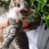 Mşnnoş. Tekir bebeklerime sıcak yuva, lar arıyorum fotoğraf