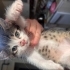annesiz 3 aylık yavru kedi fotoğraf