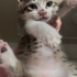 annesiz 3 aylık yavru kedi fotoğraf
