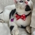 COCO'NUN GÖZLERİ AZ GÖRÜYOR AMA SEVGİSİ KOCAMAN! fotoğraf