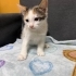 Güzeller güzeli iki aylık kızımız yuvasını arıyor fotoğraf