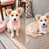 Ücretsiz sahiplenme fino köpek acil yuva fotoğraf