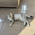 scottish fold kedimi sahiplendirmek istiyorum fotoğraf