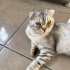 scottish fold kedimi sahiplendirmek istiyorum fotoğraf