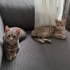 4 kardeşimize yuva fotoğraf