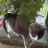 British shorthair kırması iki aylık güzellik fotoğraf