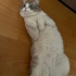 2 YAŞINDA SESSİZ Erkek kısır tüm aşıları tam fotoğraf