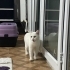 Sokakta diğer kedilerden korkmuş ve ağlarken bulundu fotoğraf