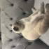 Dünya güzeli kedim fotoğraf