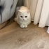 Adı gibi tam bir pamuk fotoğraf