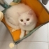 Adı gibi tam bir pamuk fotoğraf