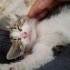 Acil ev aranıyor yoksa sokağa bırakılacak fotoğraf