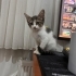 Turşu'ya Acil Yuva fotoğraf